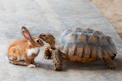 a rabbit and a turtle are the icons often referenced when representing fast versus slow; here a real rabbit and real turtle are facing each other