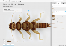 screenshot of macroinvertebrates.org with close up of dorsal side of a common stonefly