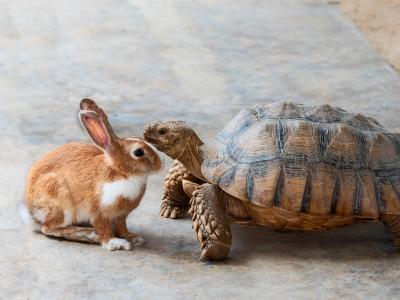 a rabbit and a turtle are the icons often referenced when representing fast versus slow; here a real rabbit and real turtle are facing each other