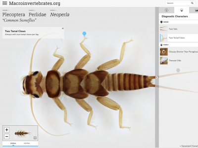 screenshot of macroinvertebrates.org with close up of dorsal side of a common stonefly